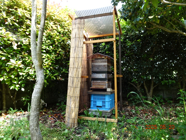 日本ミツバチ用巣箱 重箱式 キンリョウヘンおまけ 日本蜜蜂 日本